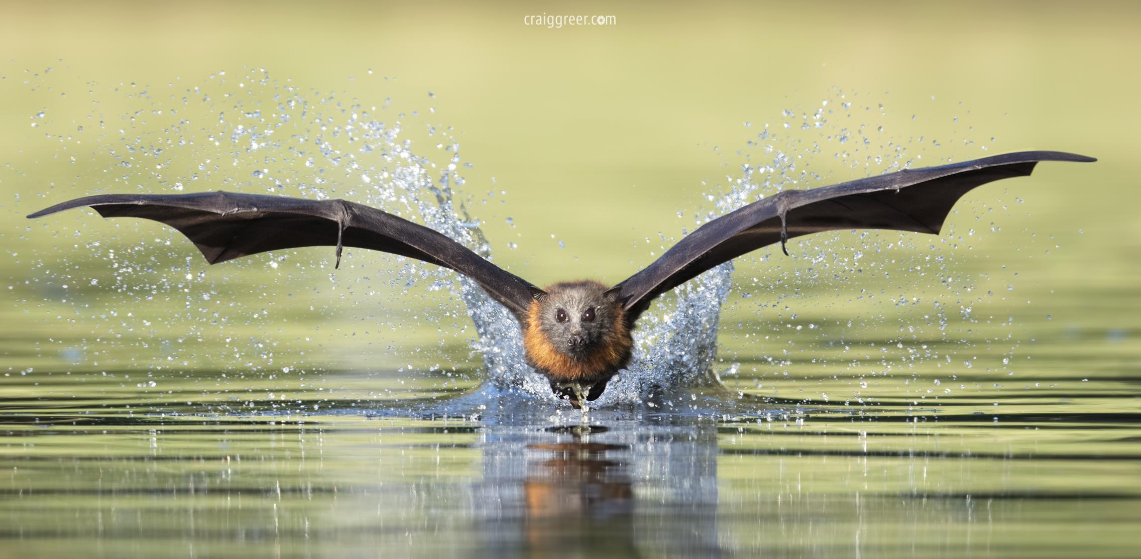 Image of Grey-headed flying fox over water 