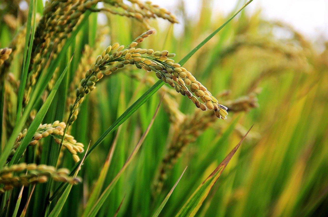 Image of Rice field image - Pixabay