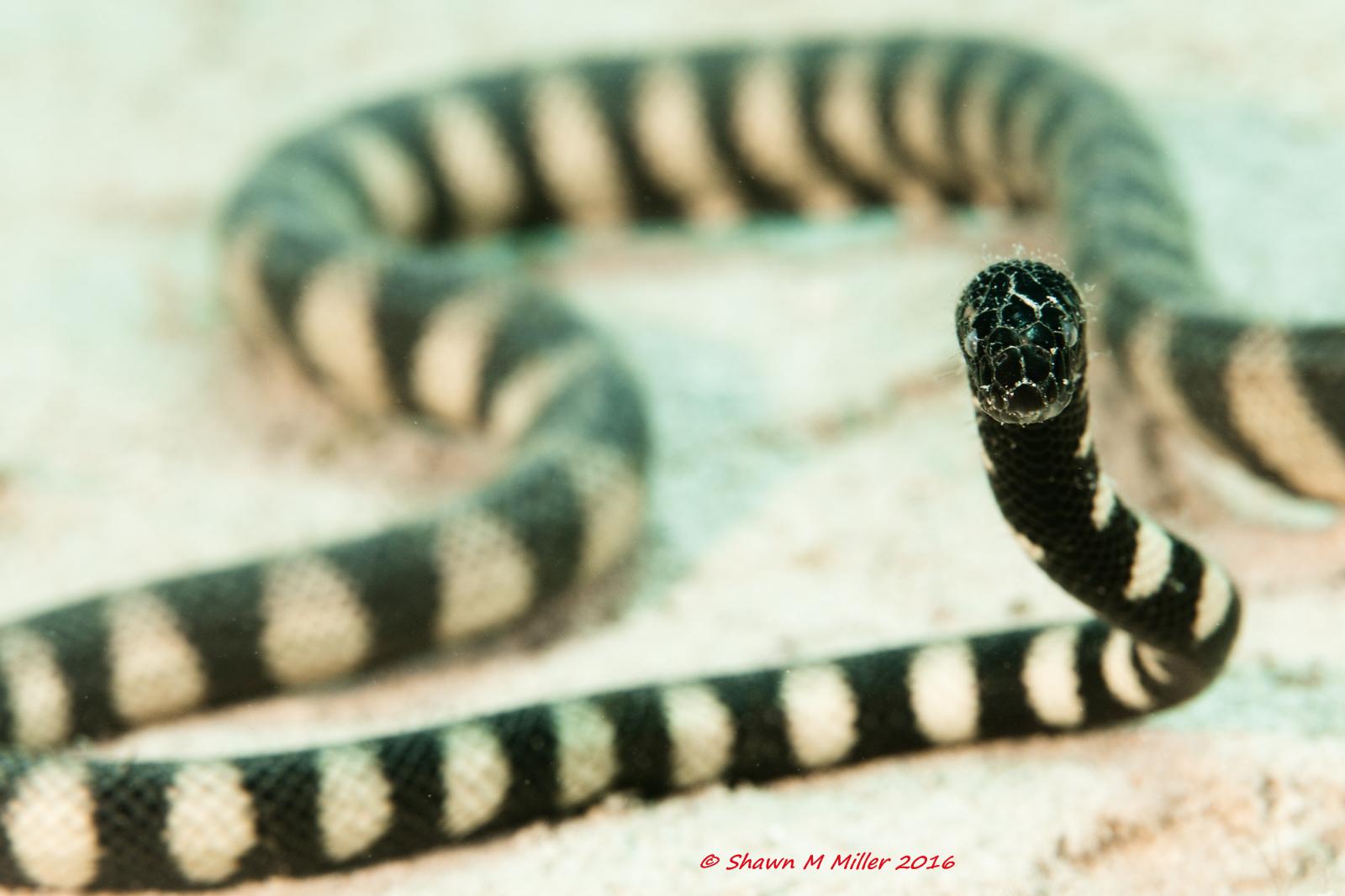 Image of a stripey sea snake