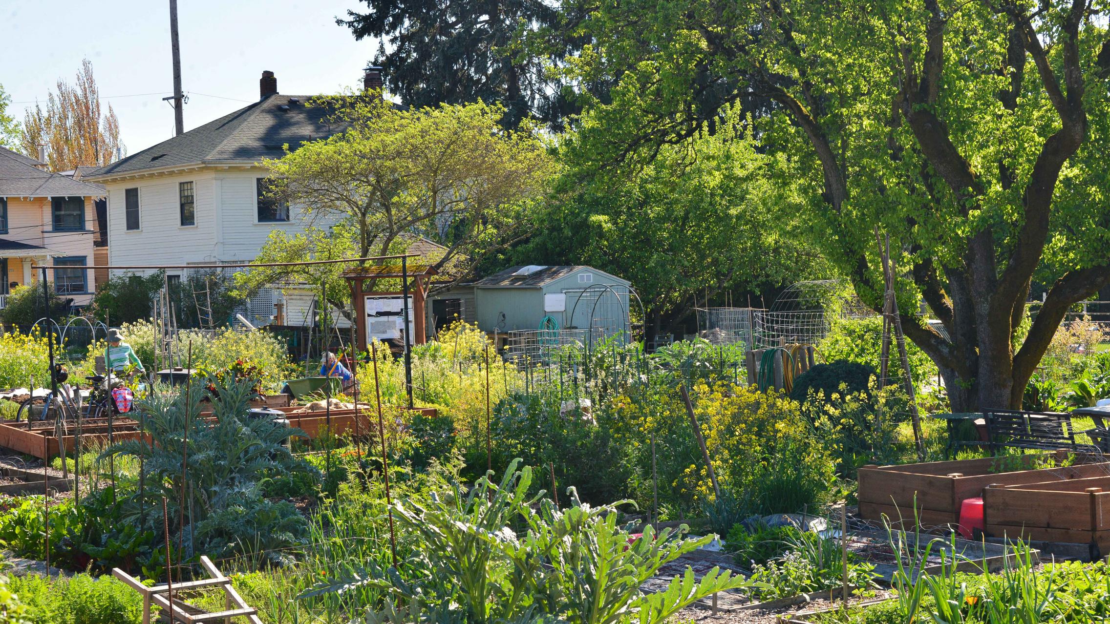 Image of a community garden 