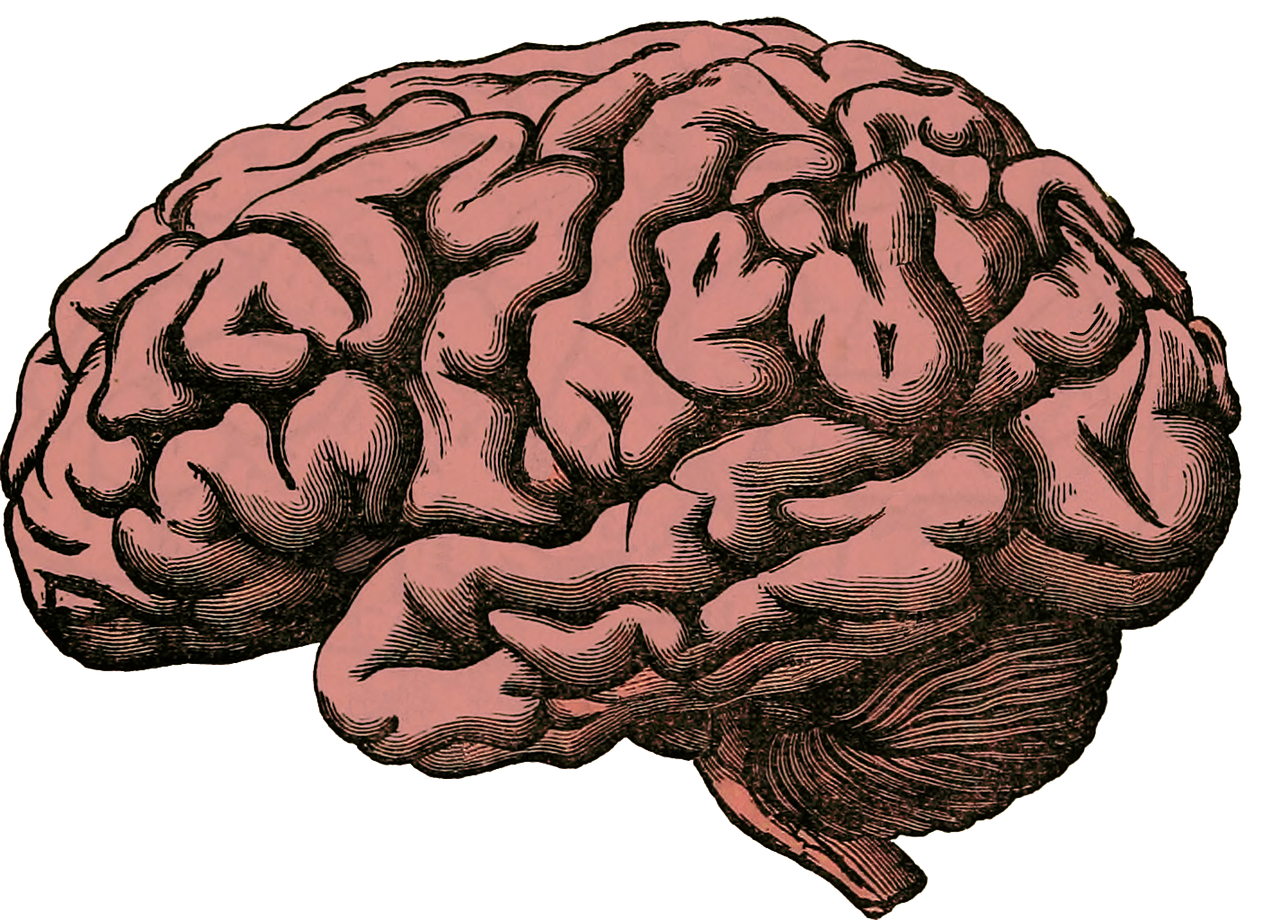Long brain. Мозг нарисованный. Мозг рисунок.