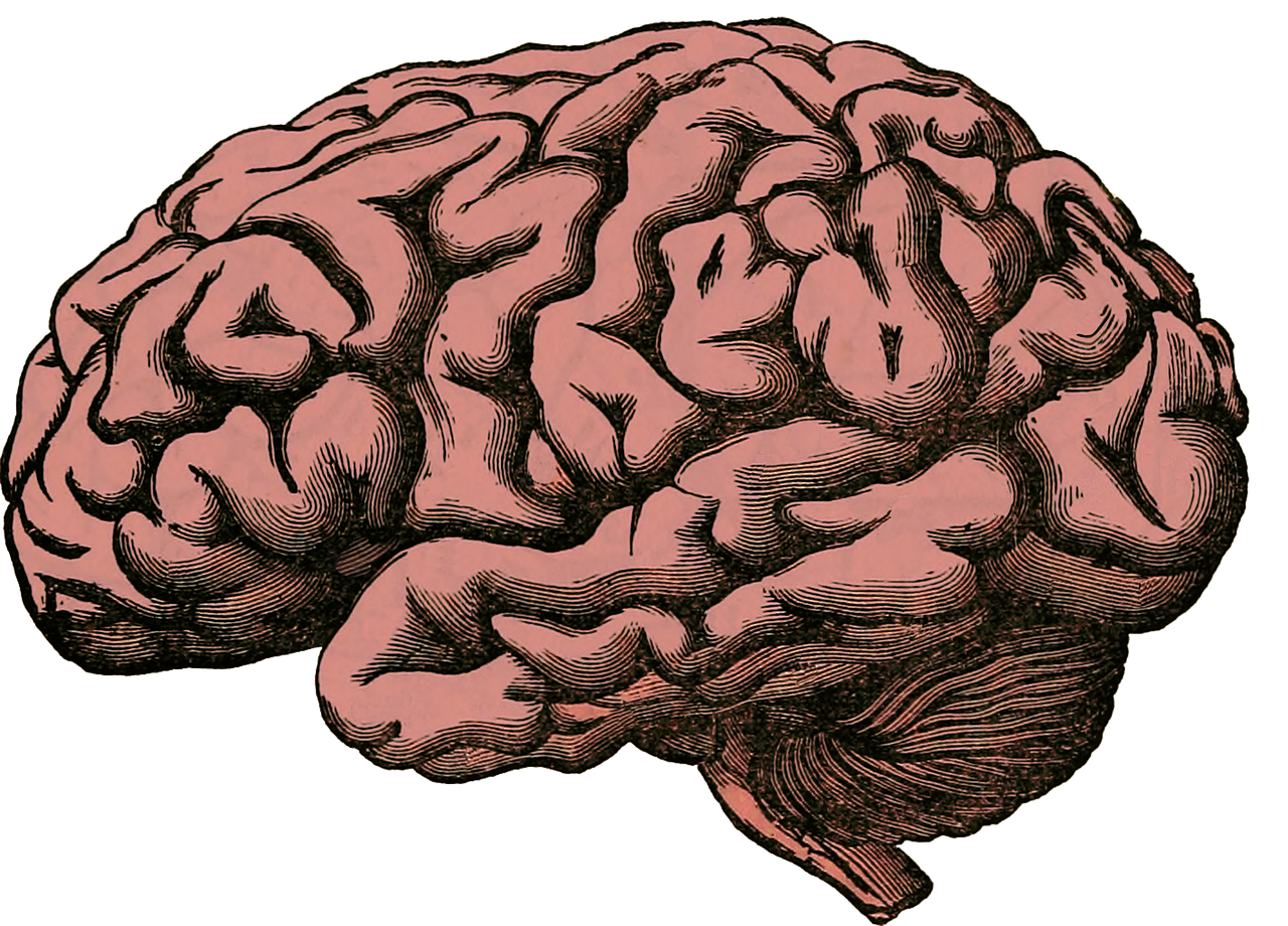 It is now recognised that traumatic brain injury (TBI) leads to long-lasting disability in a subset of individuals, including persistent impairments in memory, decision making and motor function. 