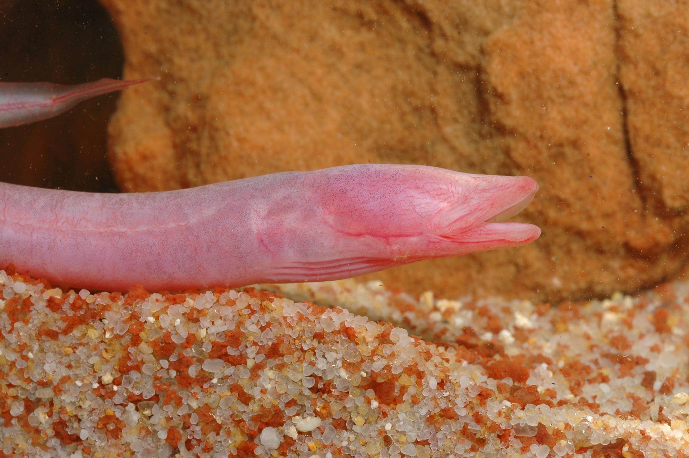The Blind Cave Eel is the largest of three cavefish species known from Australia, growing up to 40cm long.