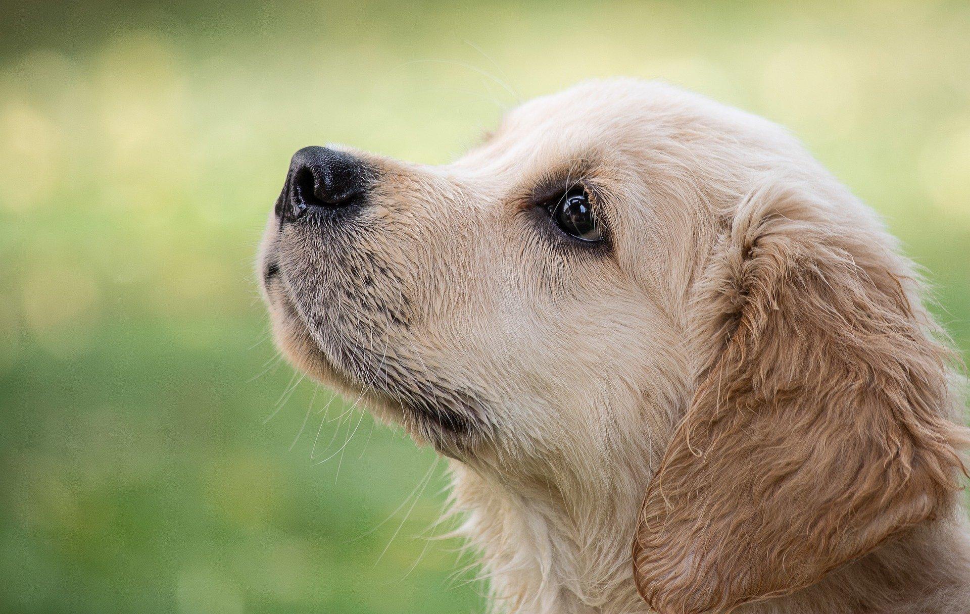 labrador