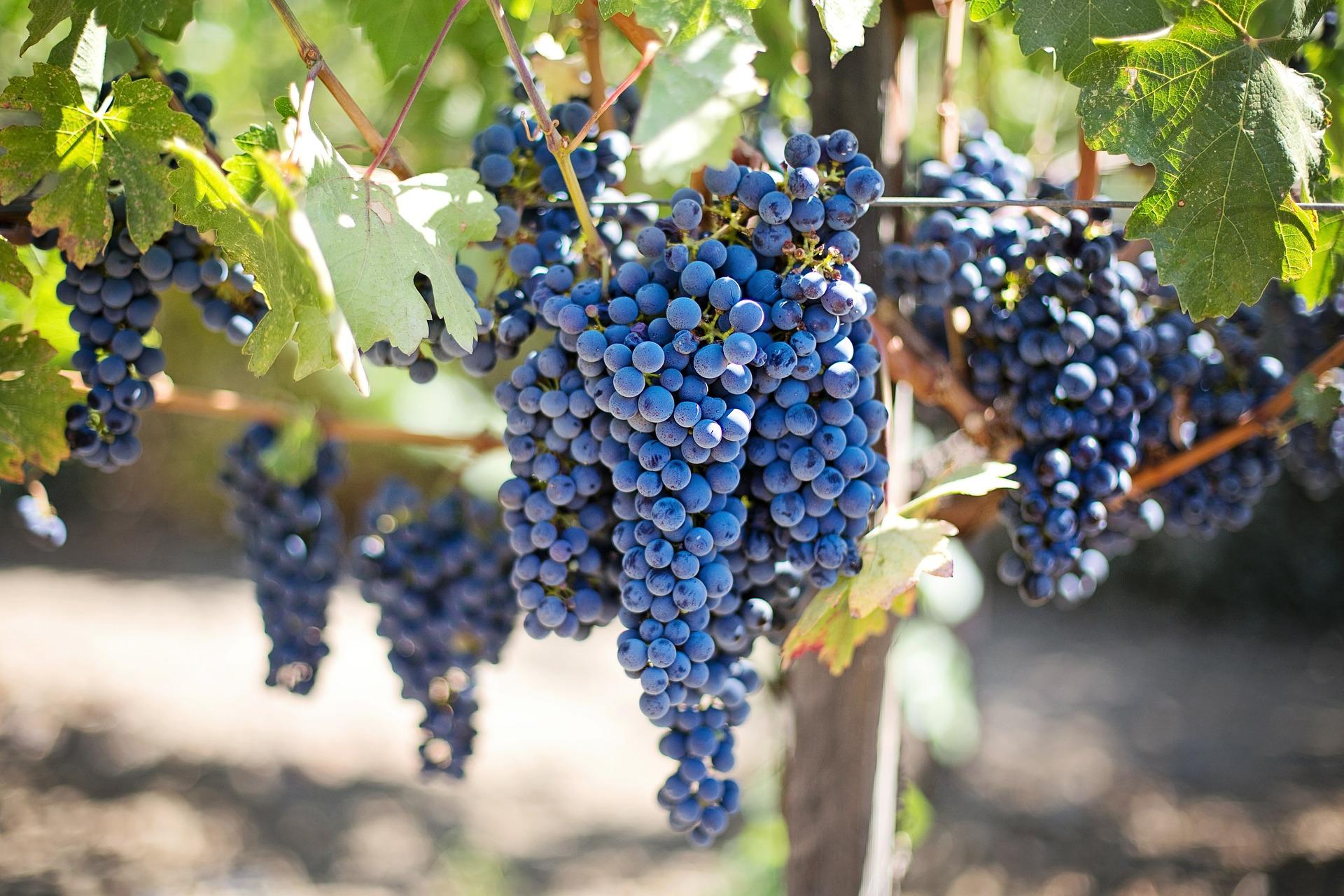 Image of purple grape bunches hanging from a green grapevine