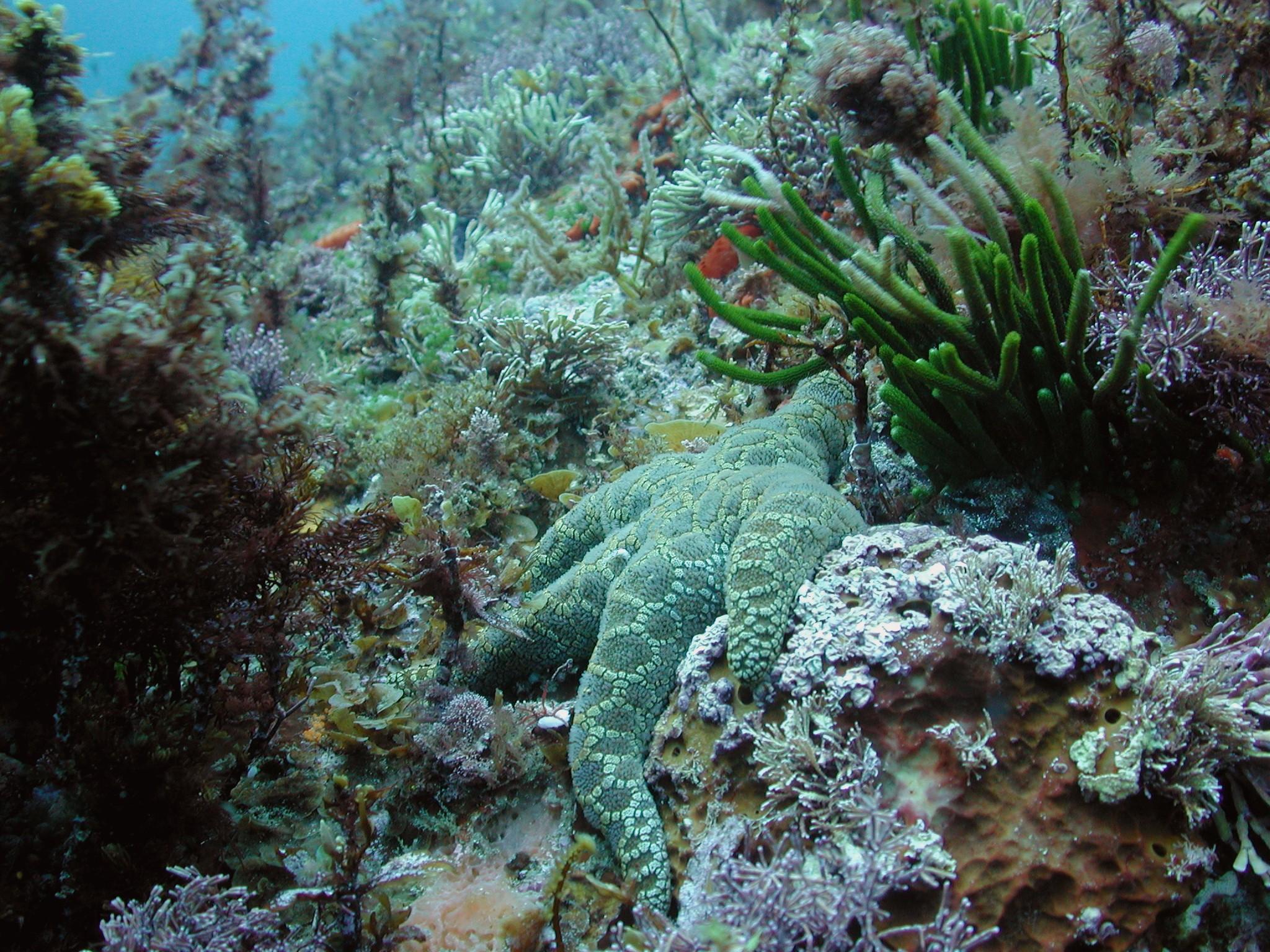 Marine life, Whakaari Island, New Zealand