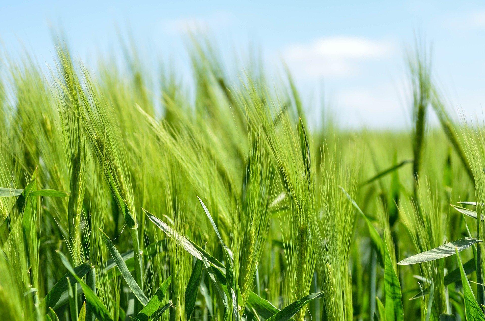 Barley field image