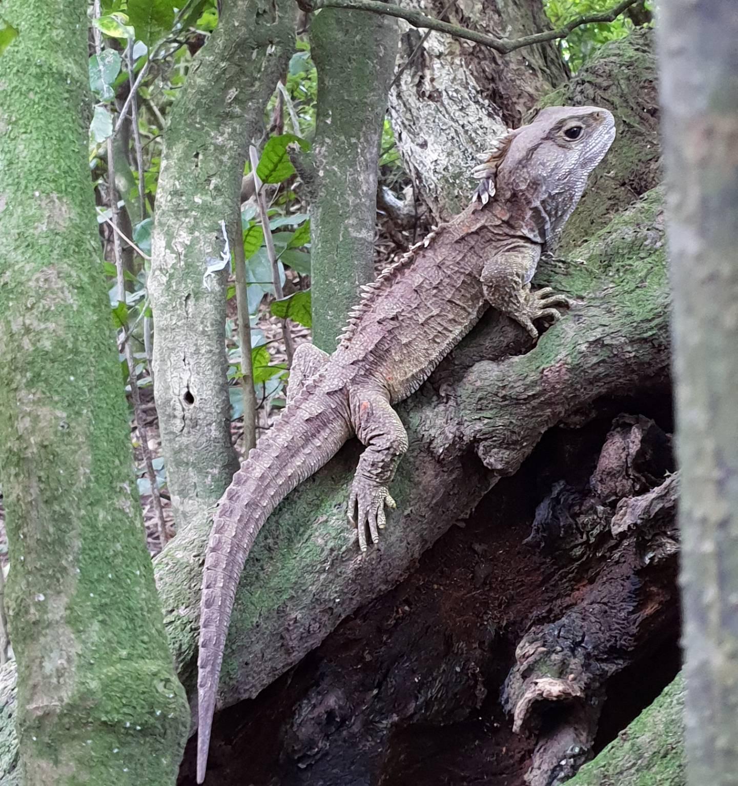 Tuatara - photo by Nicola Nelson