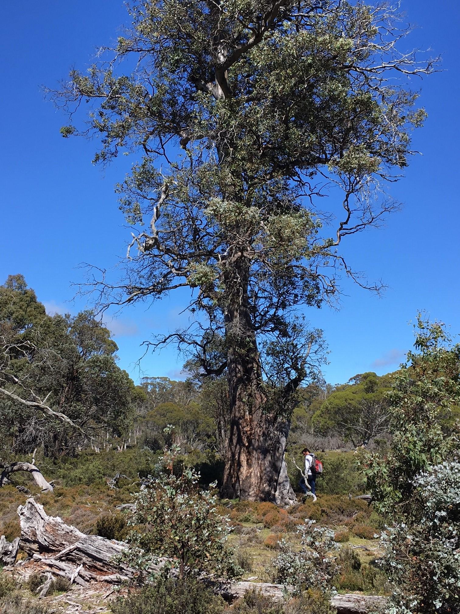 Cider gum