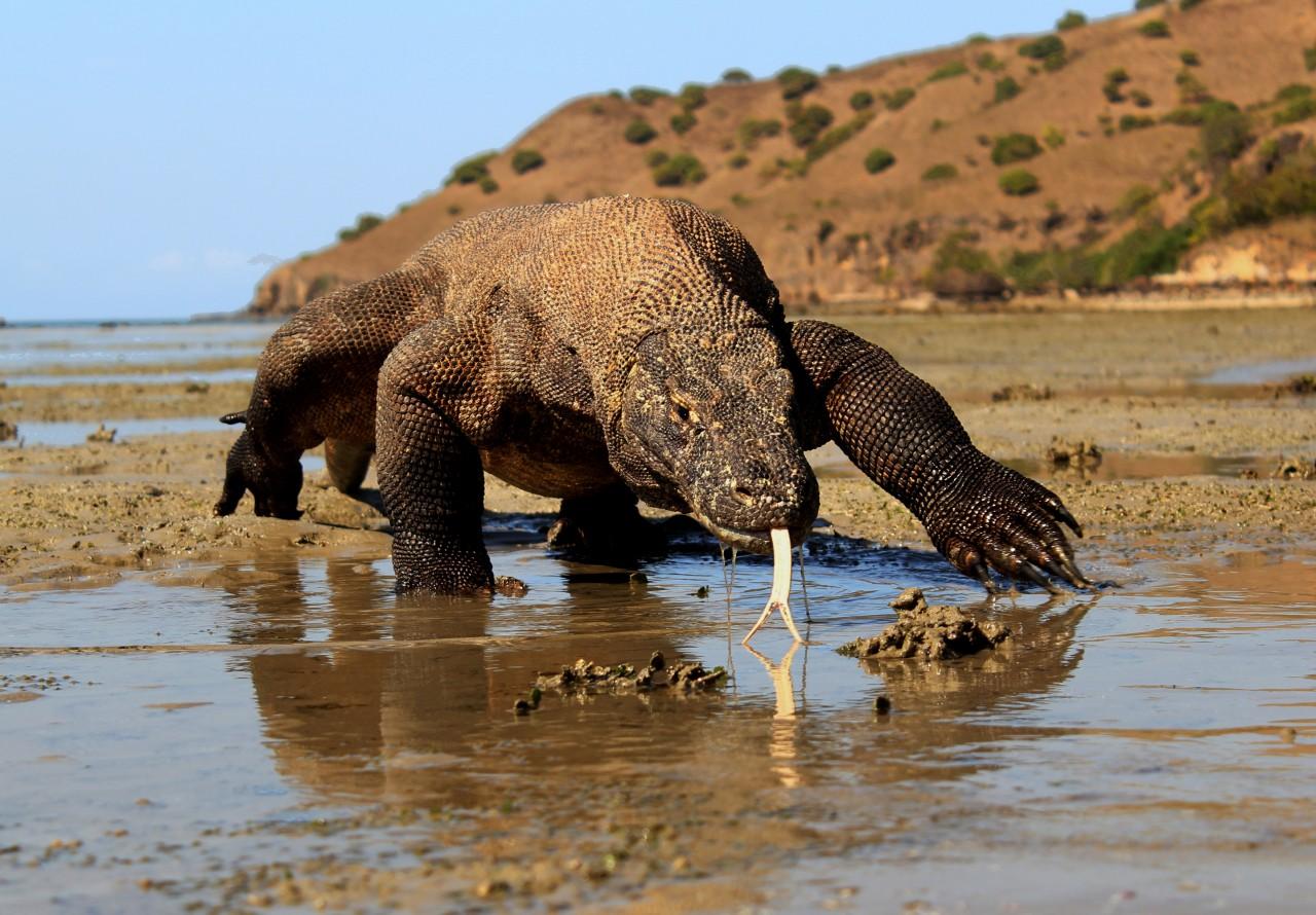Climate change threatens Komodo dragons | The National Tribune