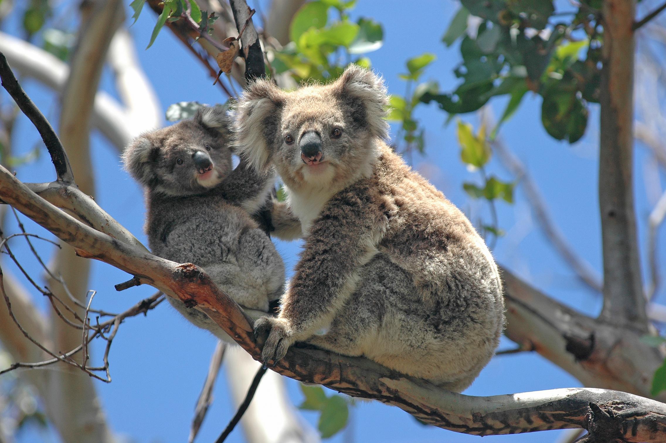 Two koalas in tree