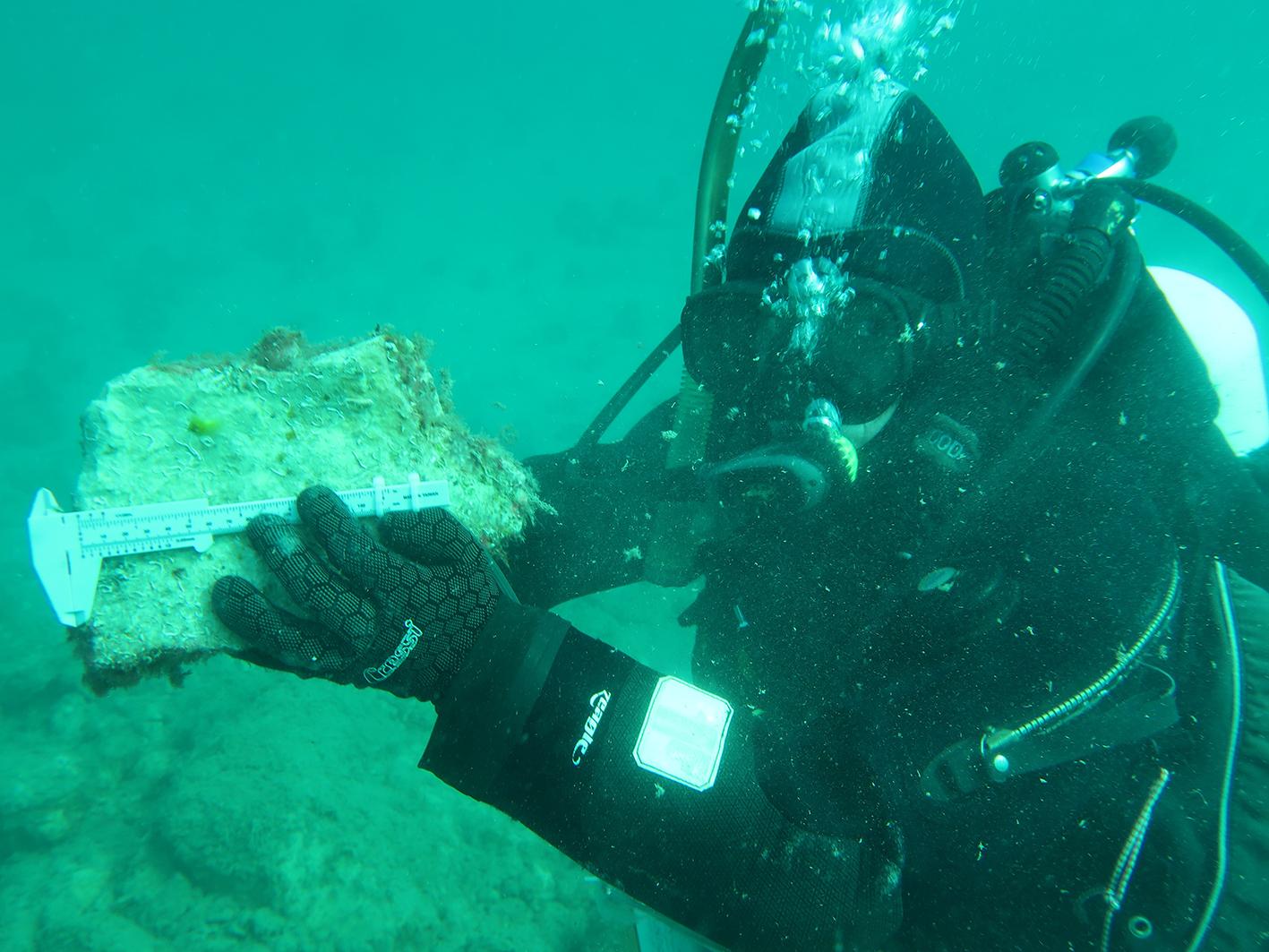 Underwater oyster reef research