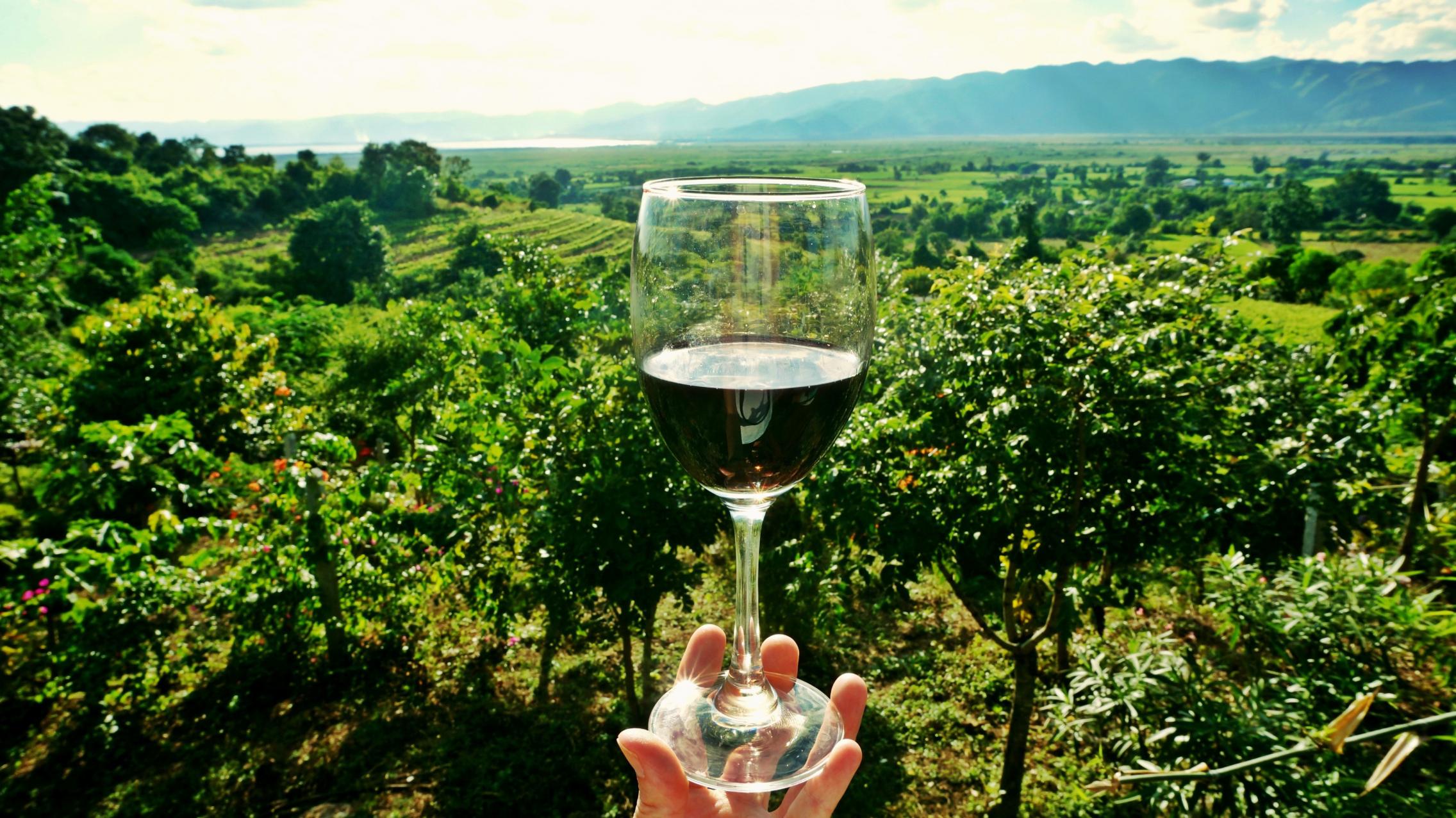 Wine glass in front of vineyards