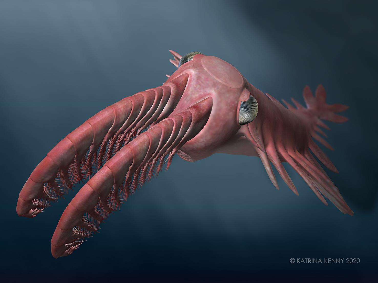 An artist’s reconstruction of ‘Anomalocaris’ briggsi swimming within the twilight zone.