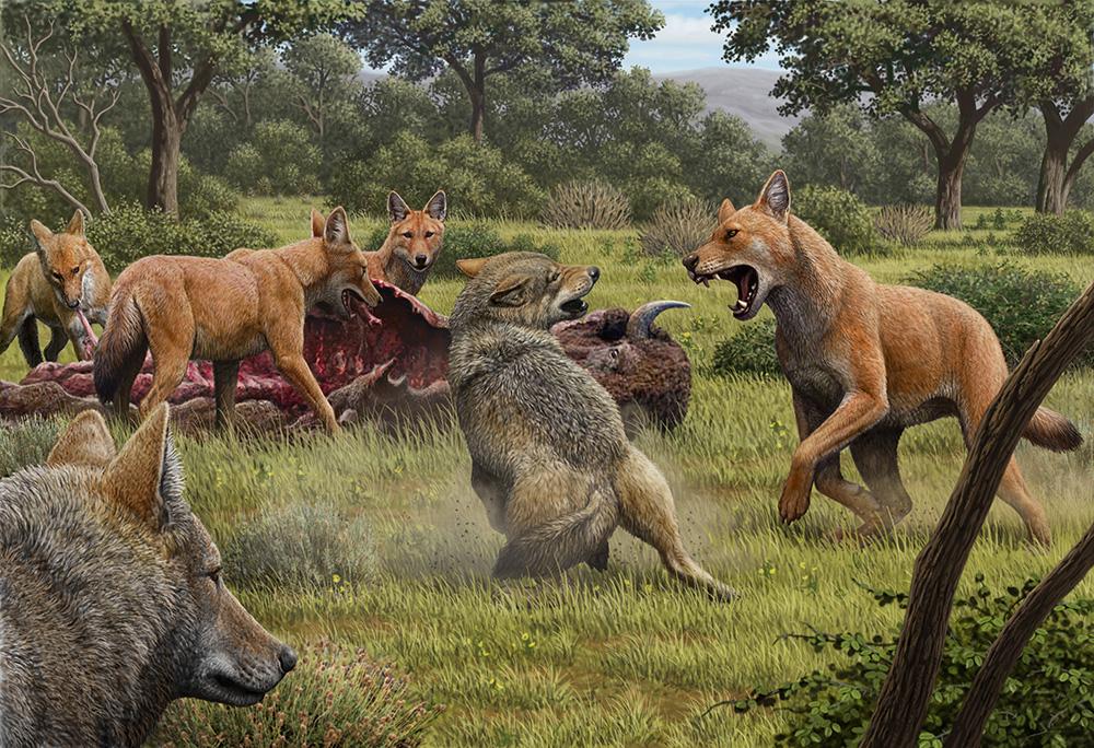 An artists impression of dire wolves feeding on a bison and fending off grey wolves