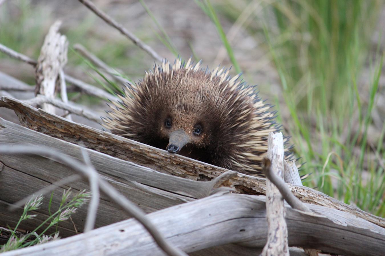 Echidna in wild