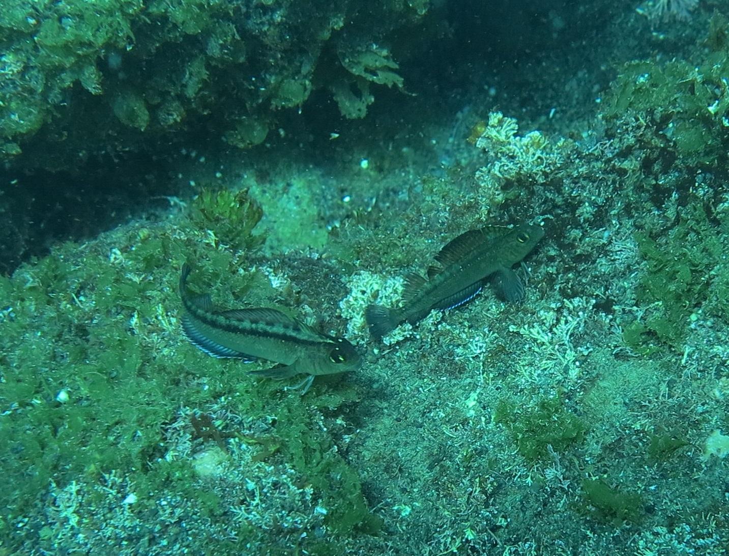 Triplefin fish near underwater vent