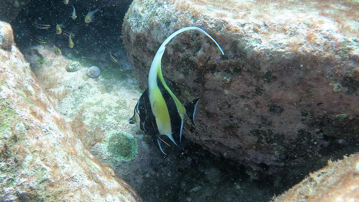 A Moorish idol fish