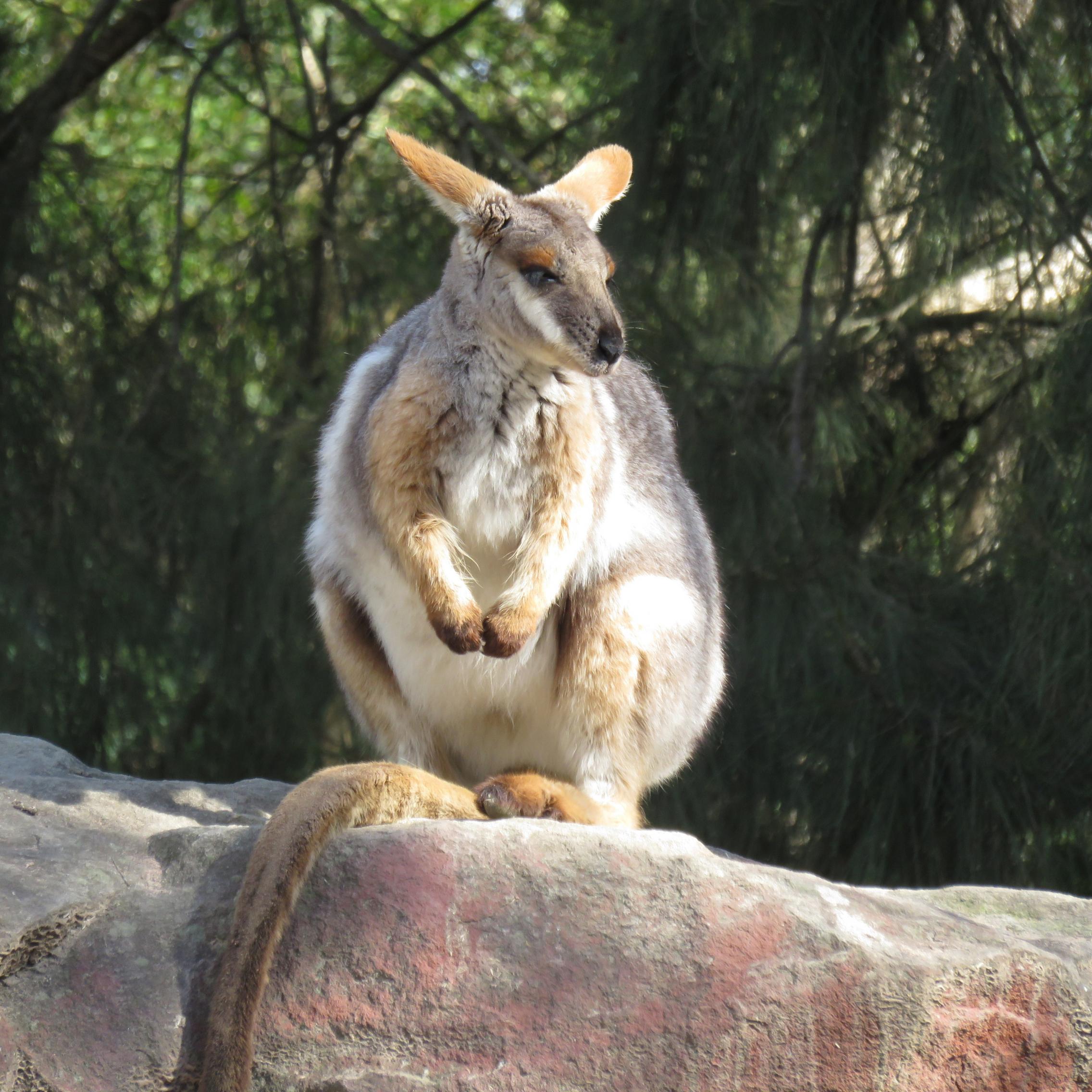 rock wallaby image