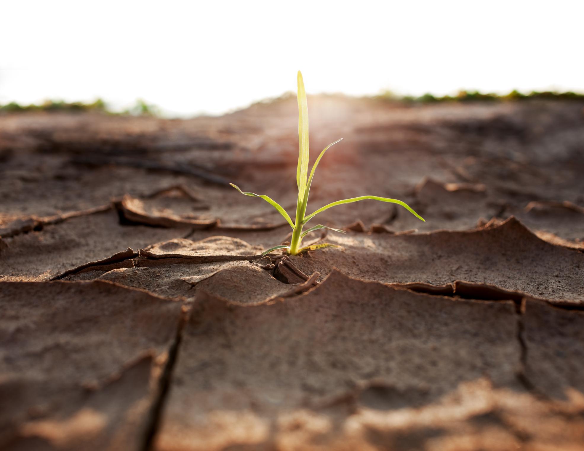 A plant shoot growing through dry earth