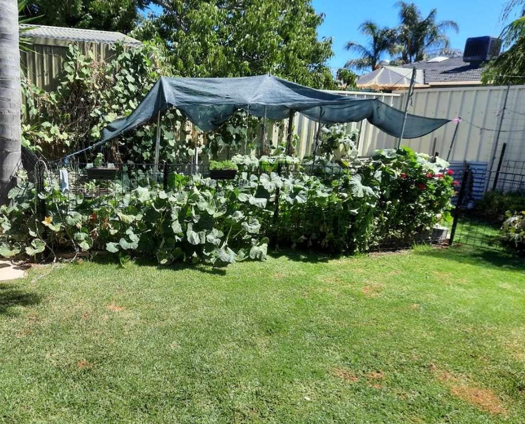 Back yard in Adelaide's south west demonstrates having a lawn and growing a self-sustainable vegetable supply
