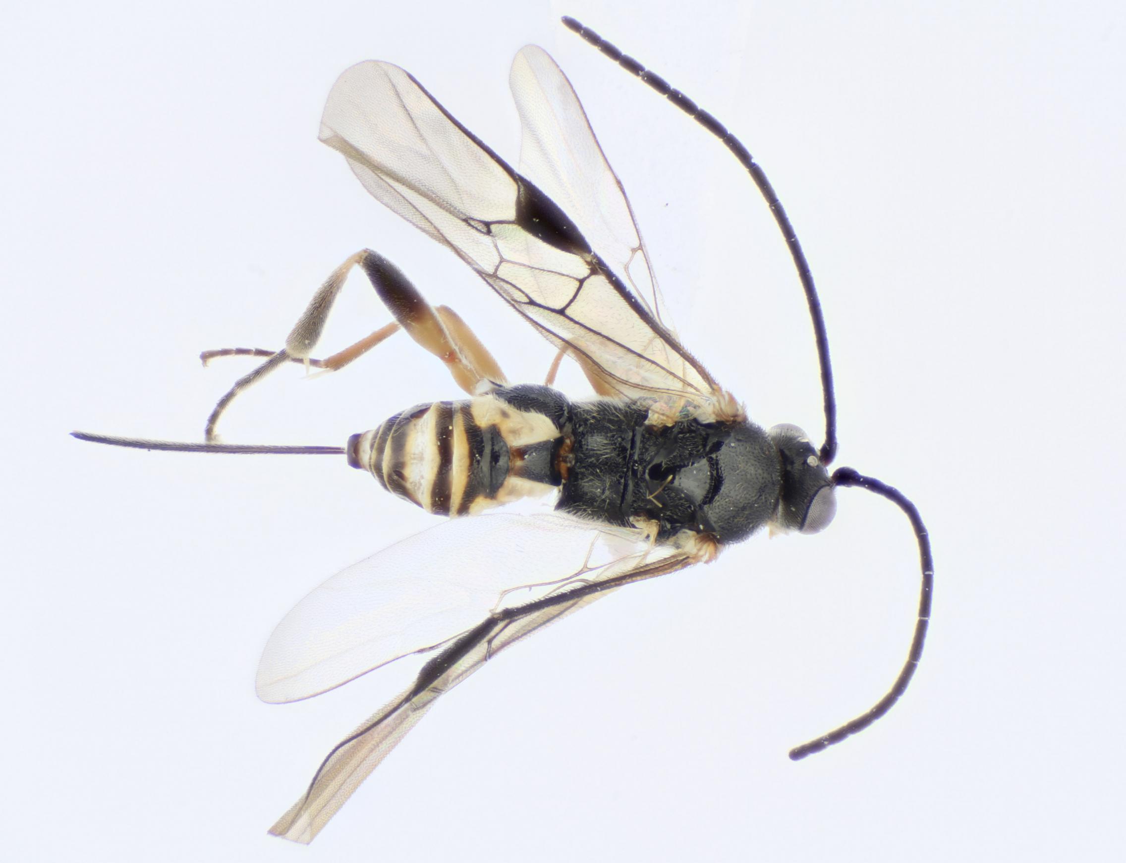 School students discover four new species of wasp, Newsroom