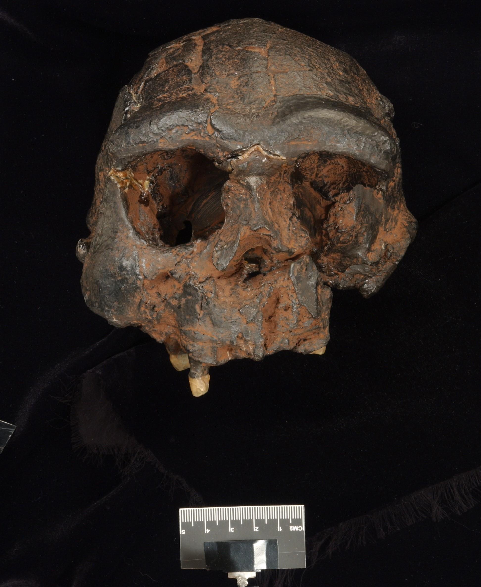 Replica Homo erectus skull from Java - supplied by Trustees of Natural History Museum