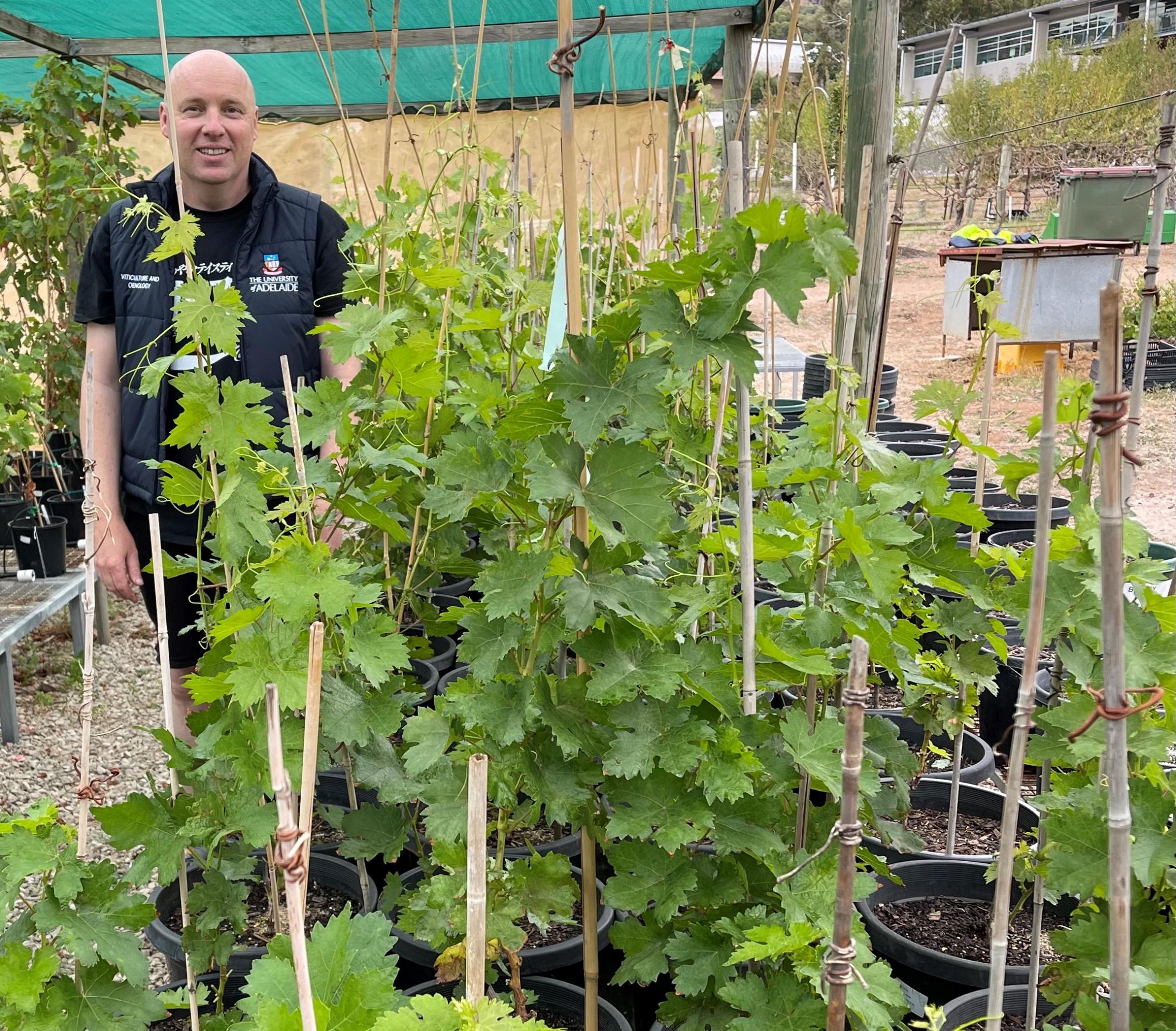 Alex Copper with propogated xynisteri vines at Waite Campus