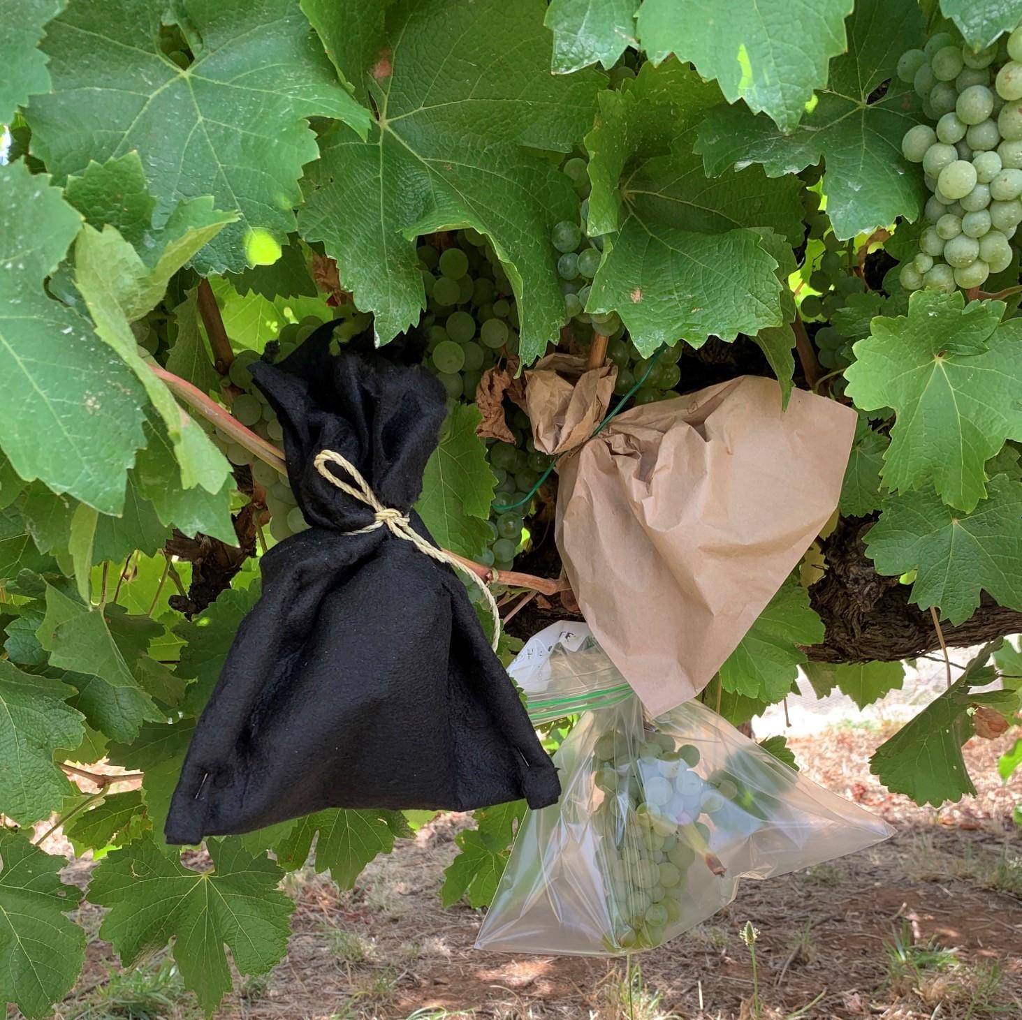 Activated carbon (AC) hood trailed to prevent smoke taint in grapes
