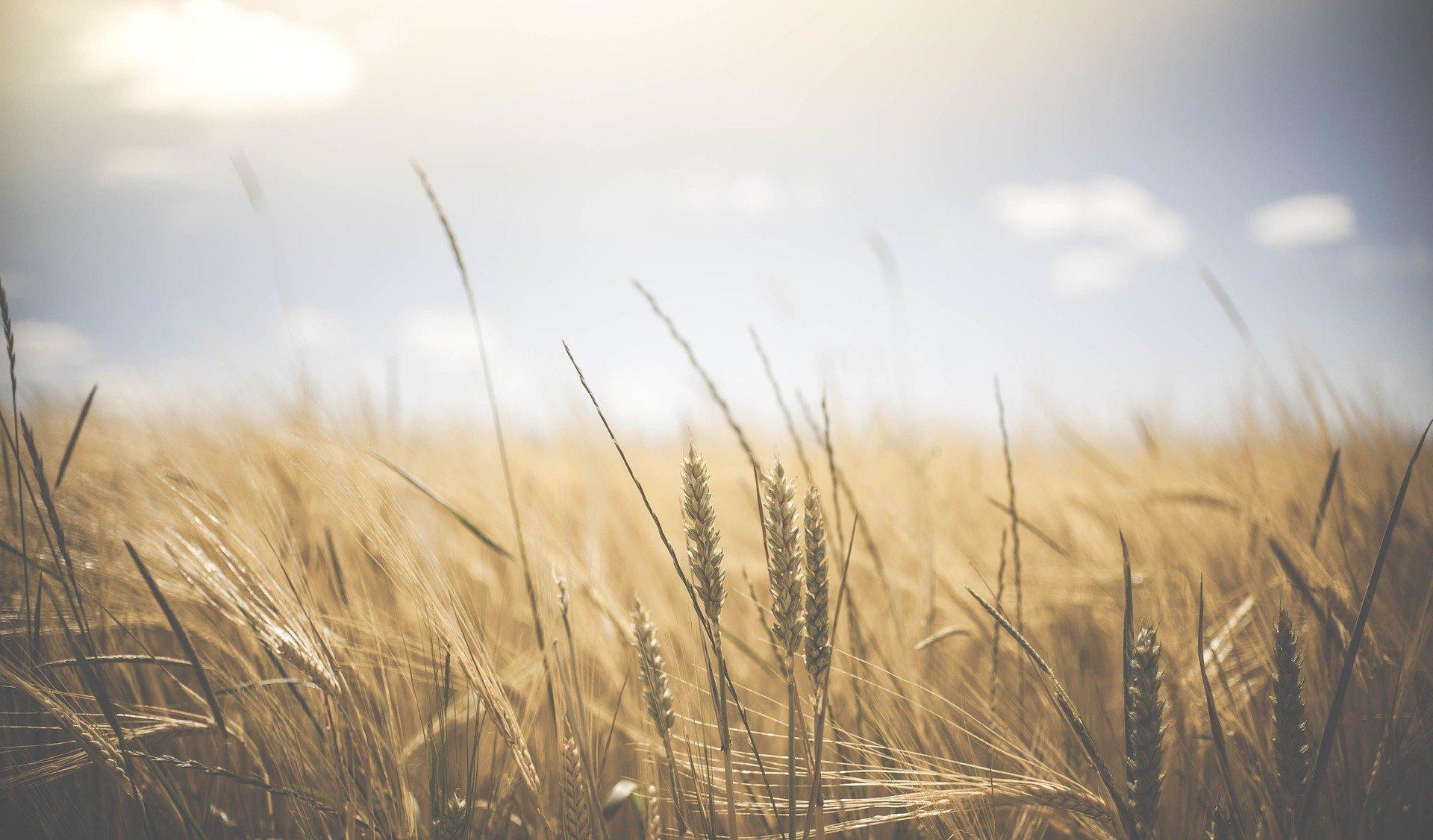 Wheat field