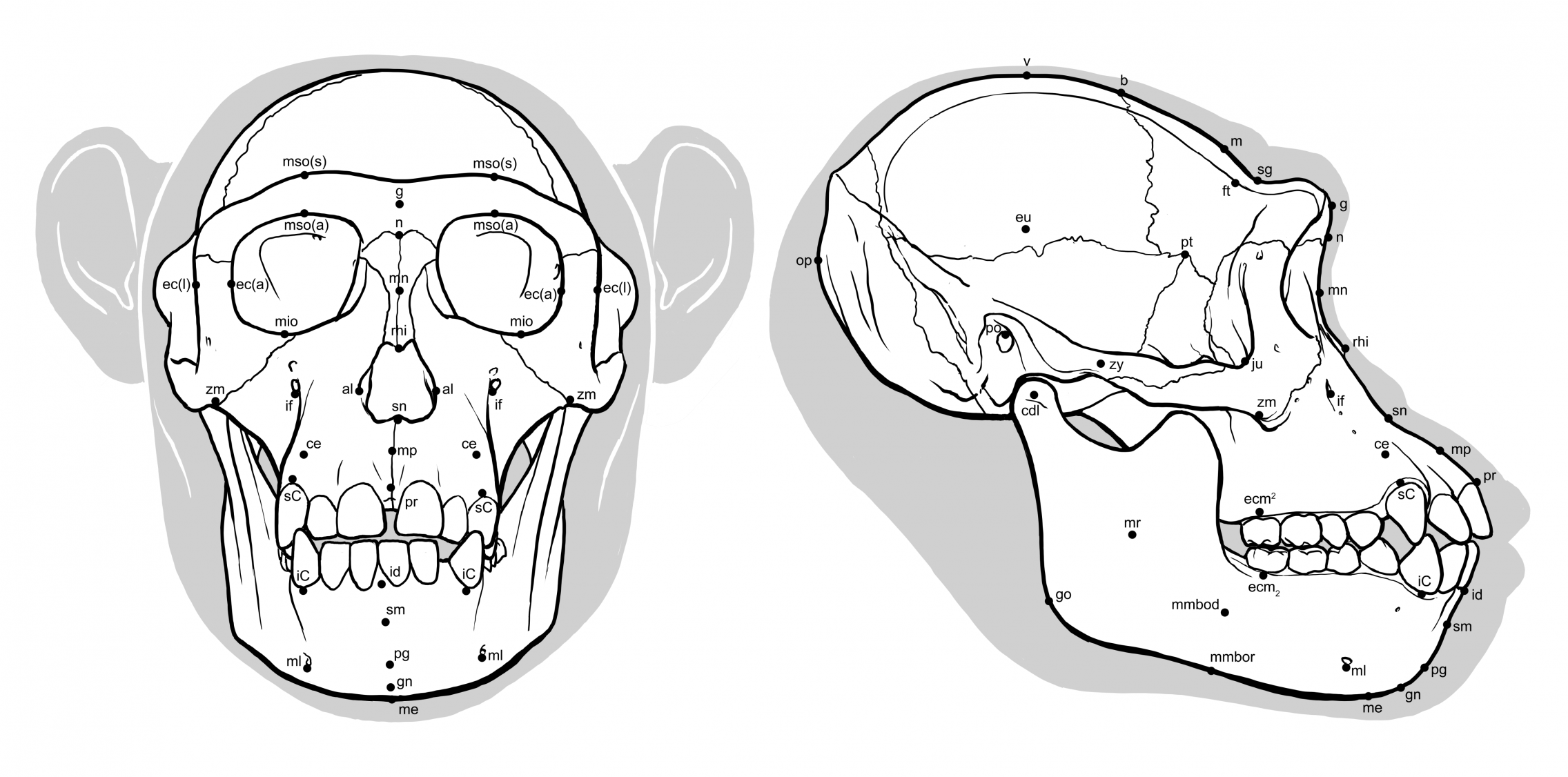 Hominid facial reconstruction