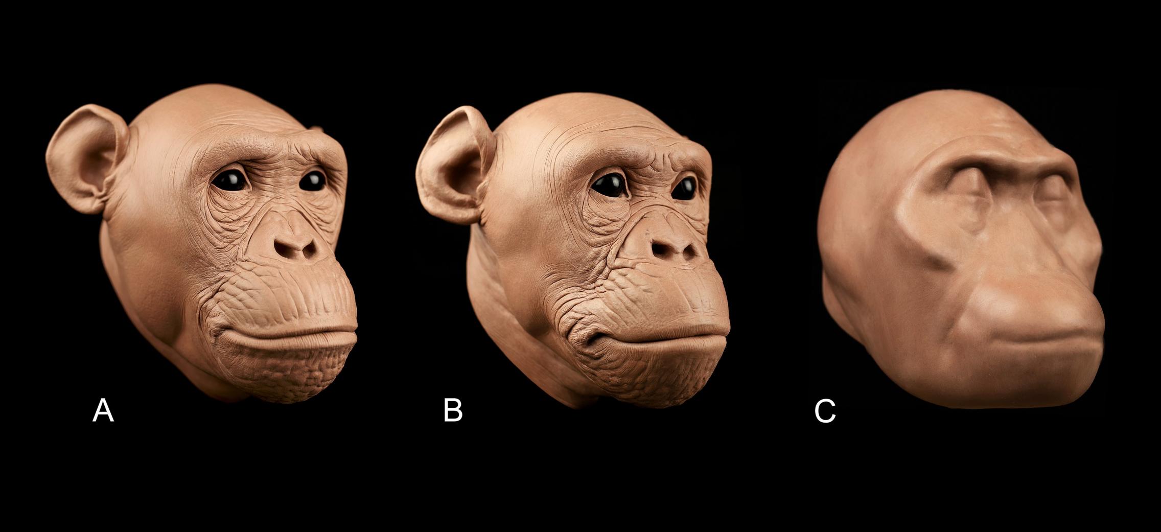 Hominid facial reconstruction