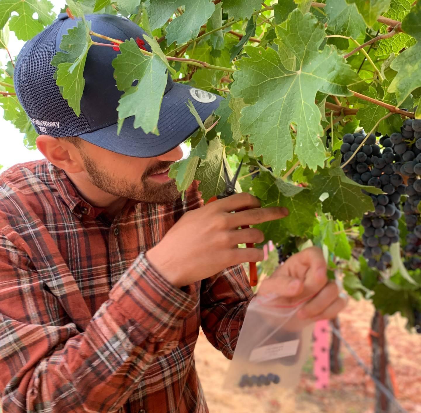 Researcher collects sample grapes in the vineyard.