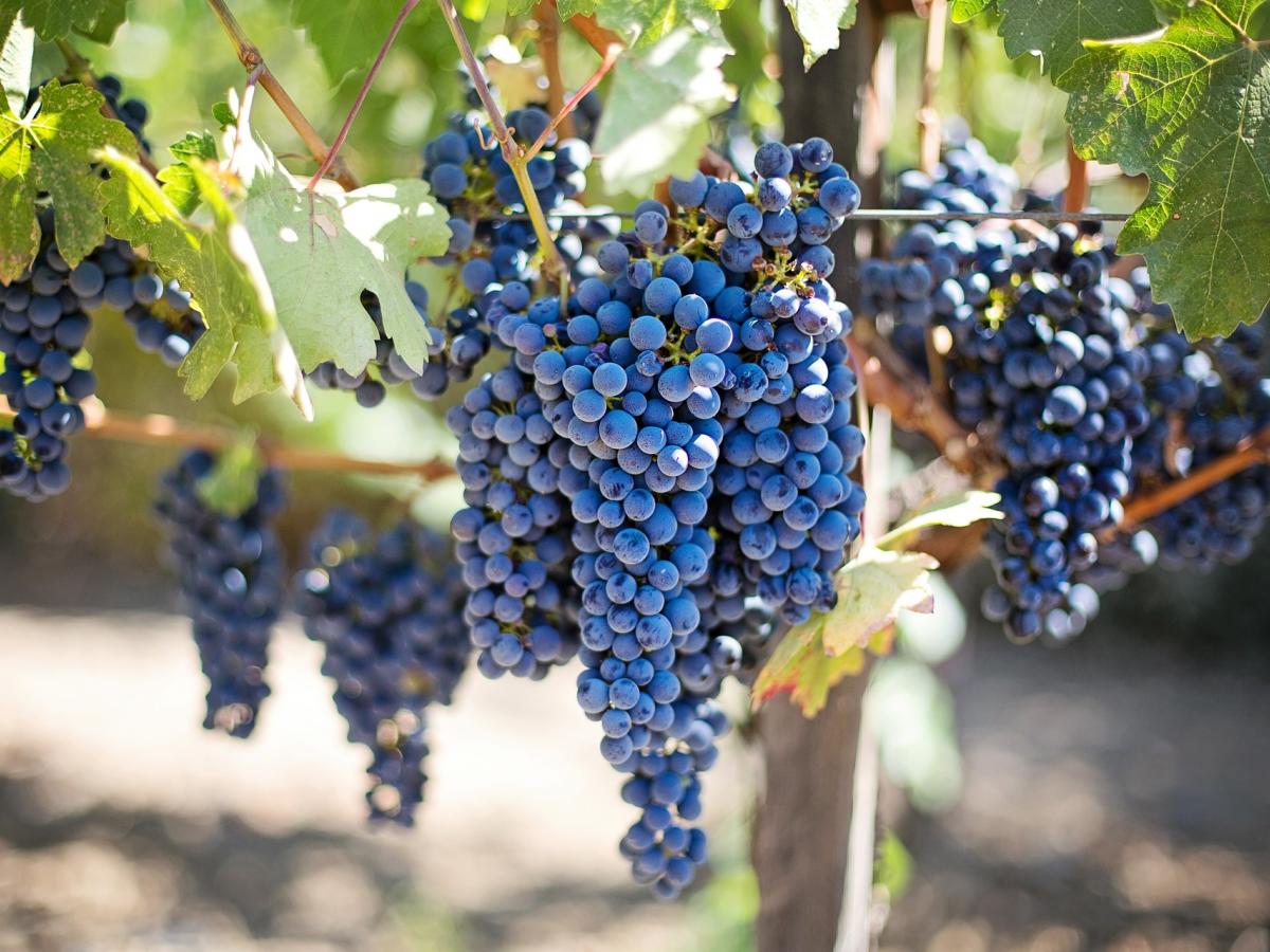 Image of purple grape bunches hanging from a green grapevine