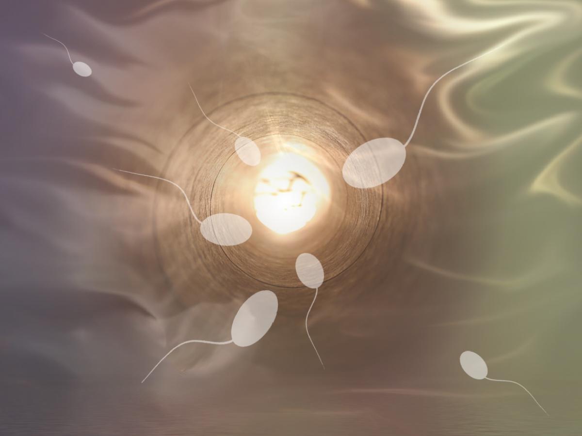 sperm