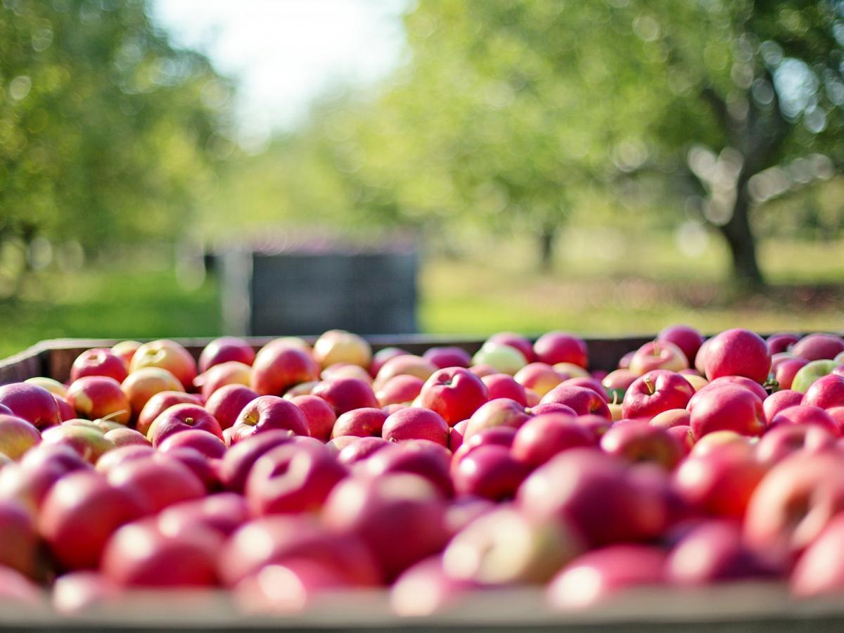 apples, orchard