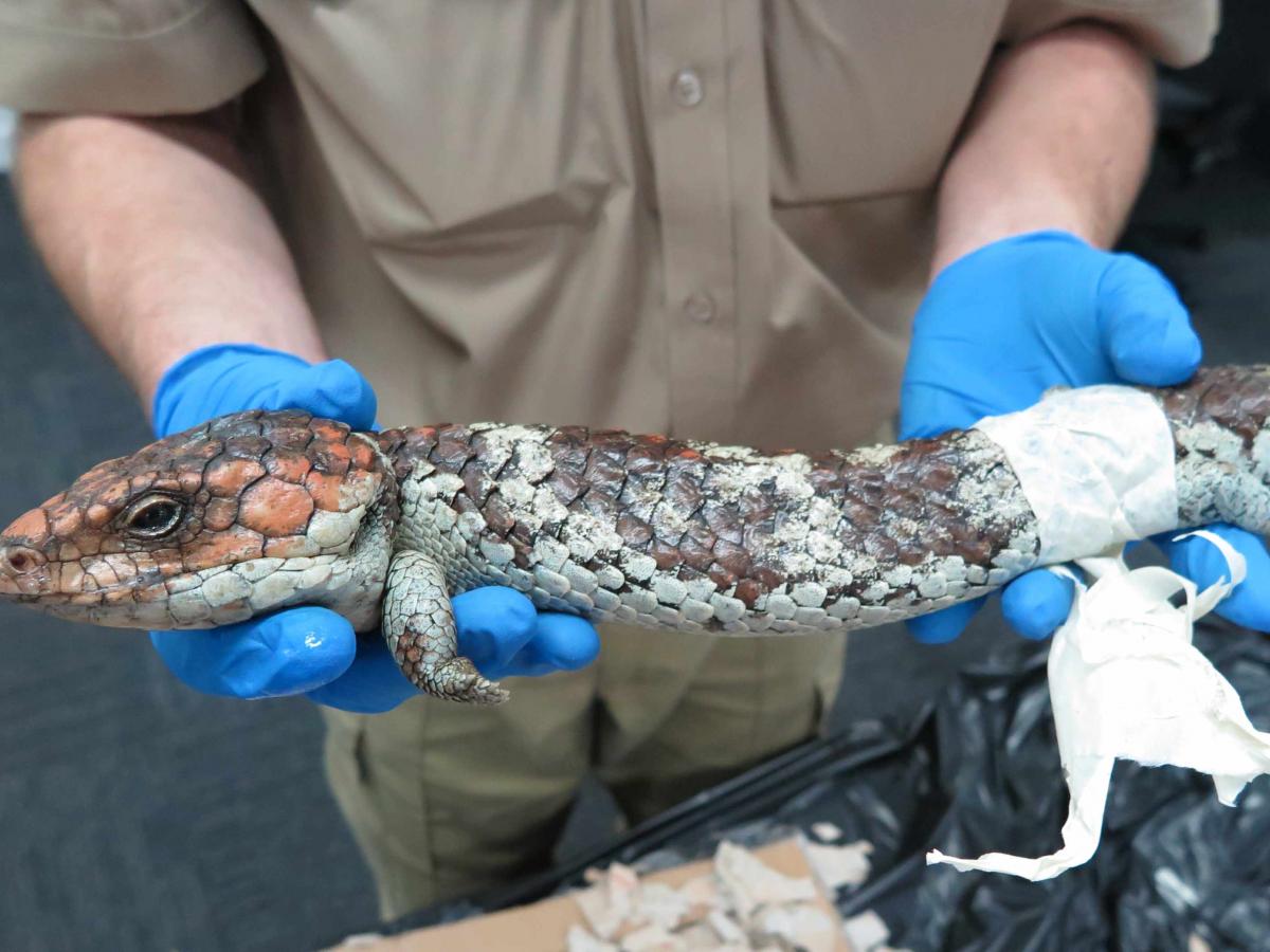 Shingleback lizard seized by Australian authorities