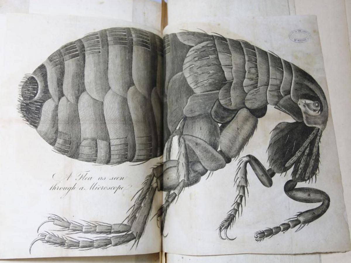 Image of a flea from the book Micrographia