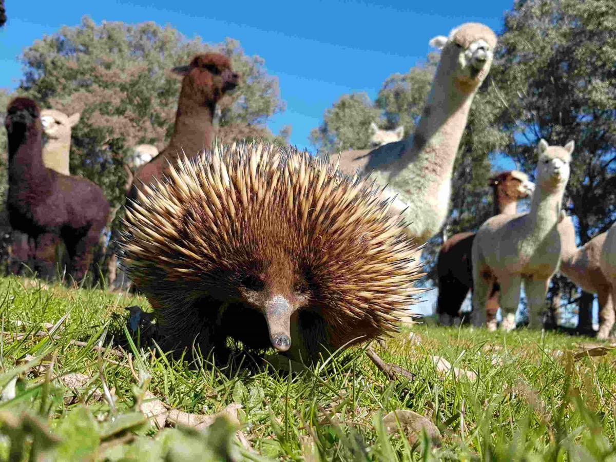 Echidna with alpacas