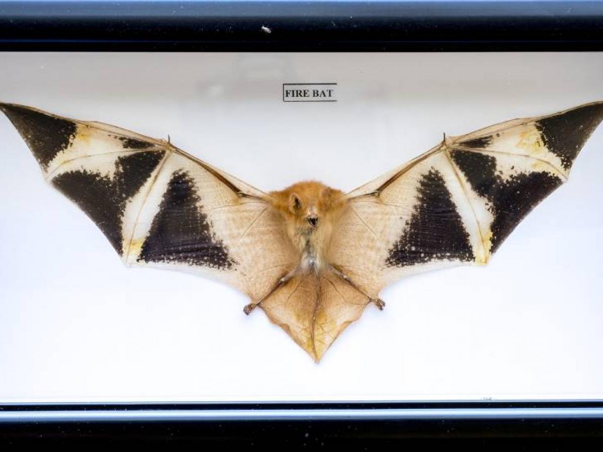 Newswise: Bat souvenir trade & risks to public health