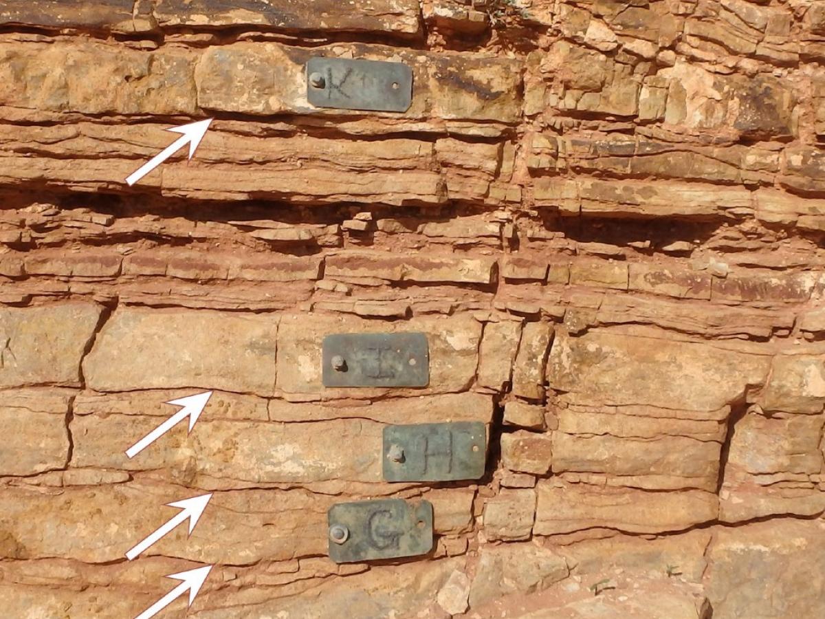 Fossil beds with arrows indicating presence of fossilised matgrounds