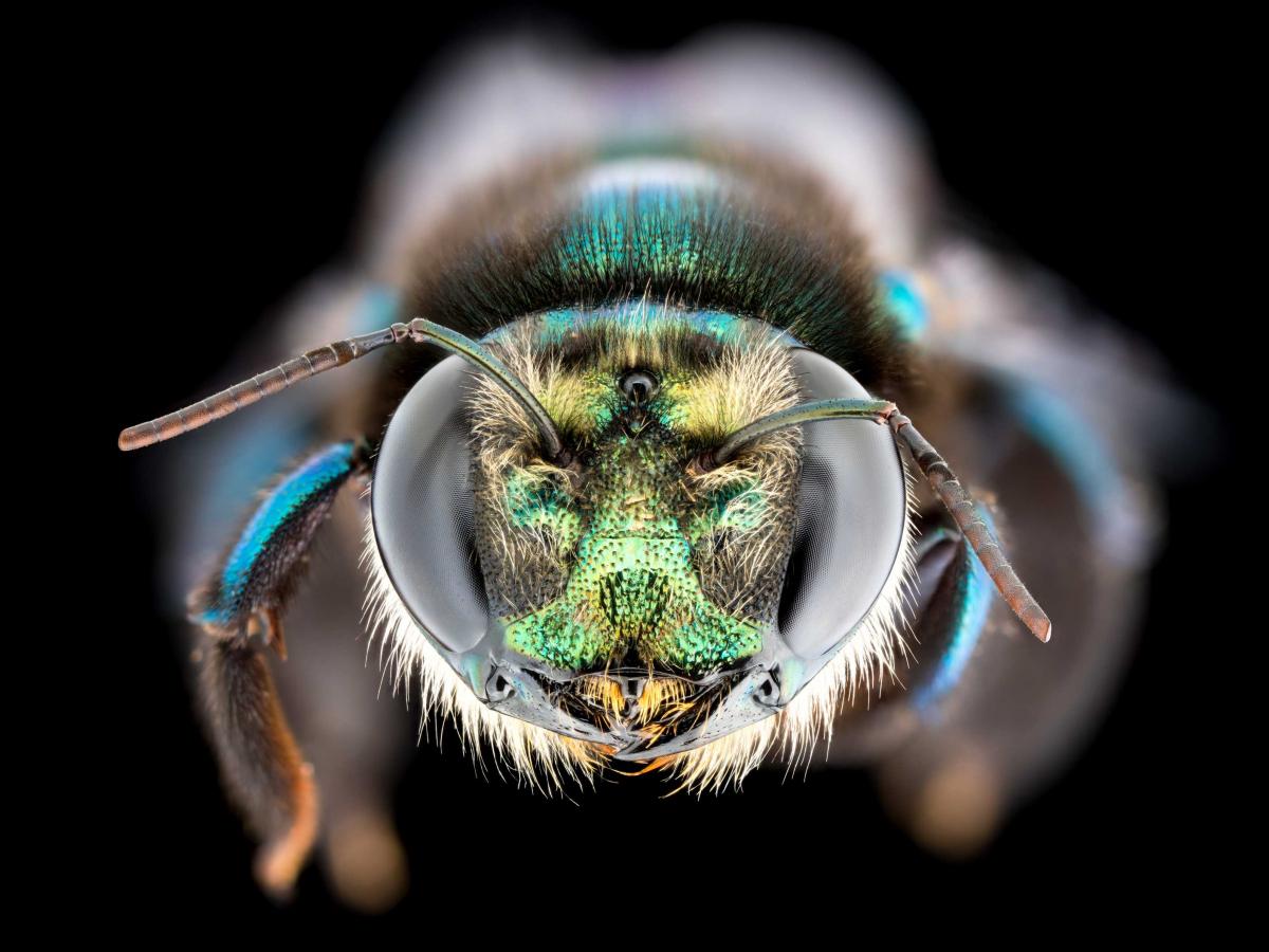 The golden-green carpenter bee (