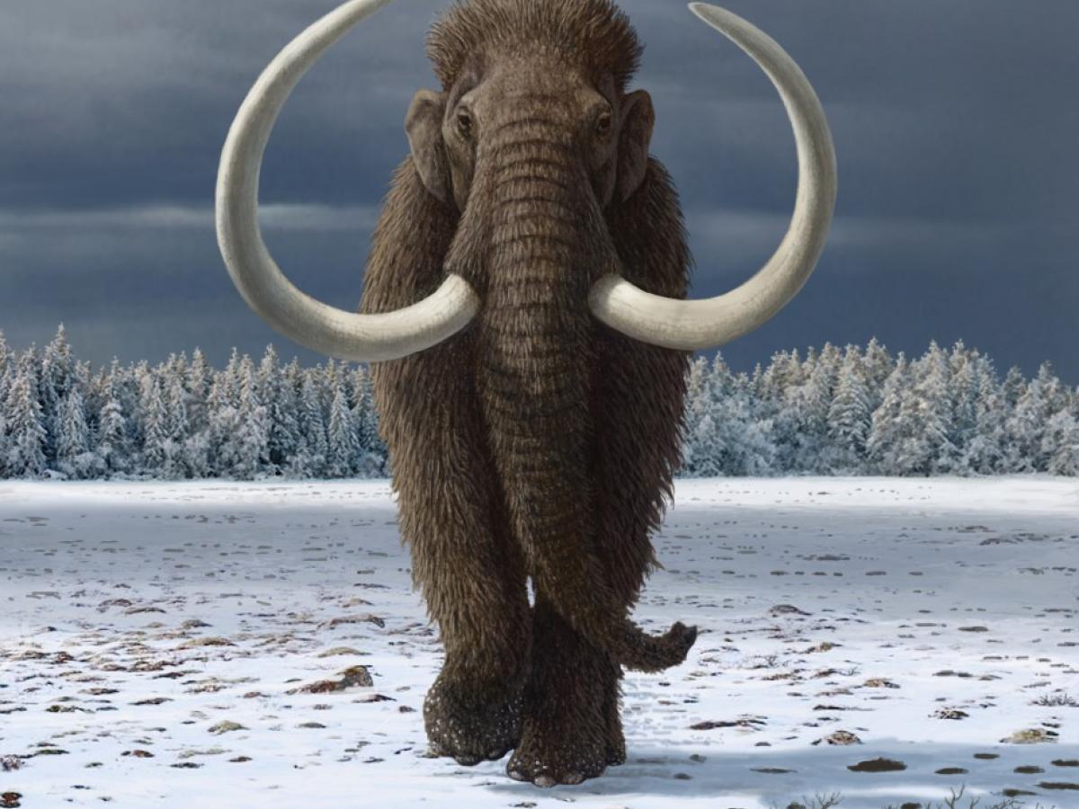 Mammoth