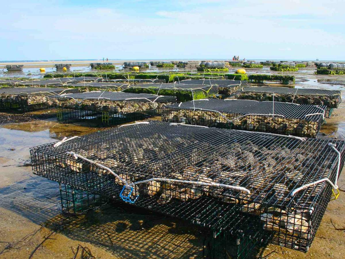 Oyster farm image