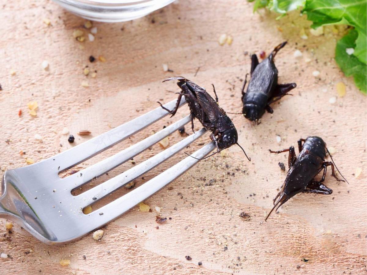 Edible crickets 