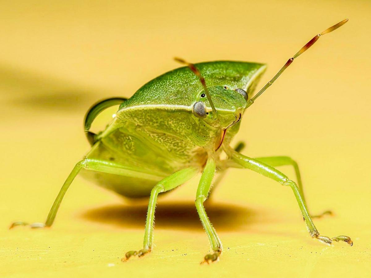 Bug image