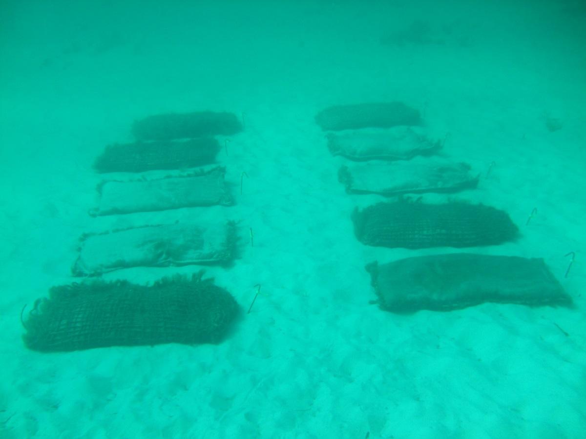 An underwater photo of bio-degradable hessian bags on the sea floor.