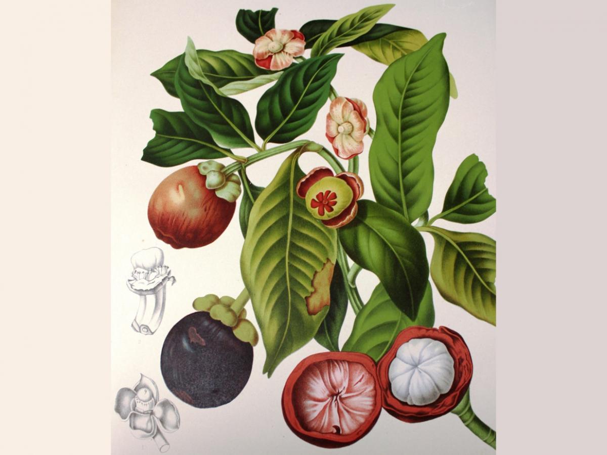 Image of book: Fleurs fruits et feuillages choisis de l’ile de Java, published in 1880