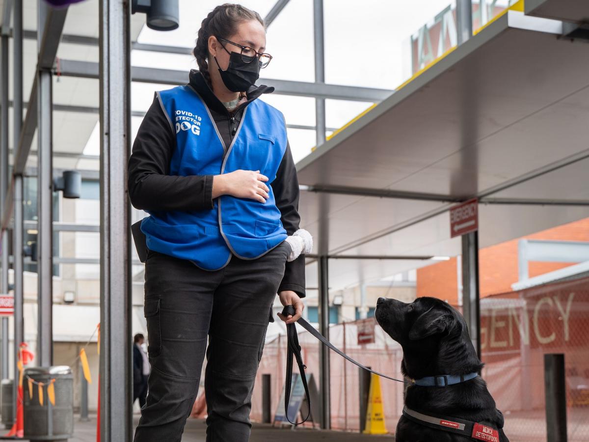 A COVID detector dog sits next to its trainer.