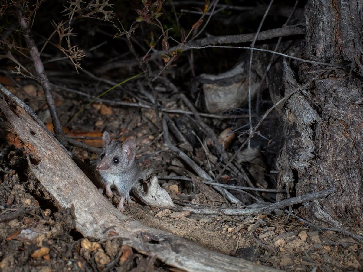 A rare Kangaroo Island dunnart in its natural habitat. Photo by Brad Leue/Australian Wildlife Conservancy.